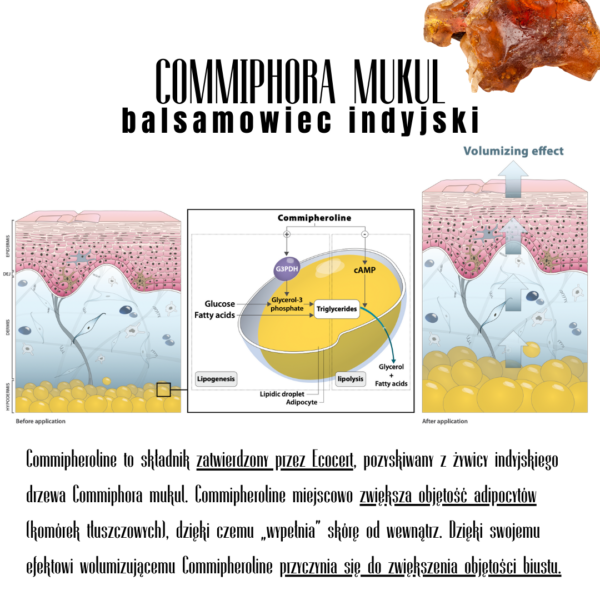 commiphora mukul extract wypełnienie biustu badania